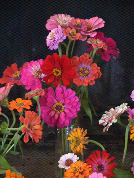 Sept 2003 Betty's Flowers Down on the Farm VA