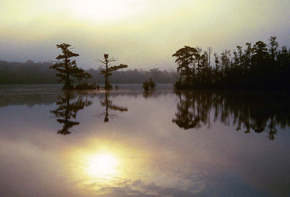 Waccamaw River Scene 2