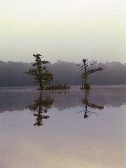 Waccamaw River Scene