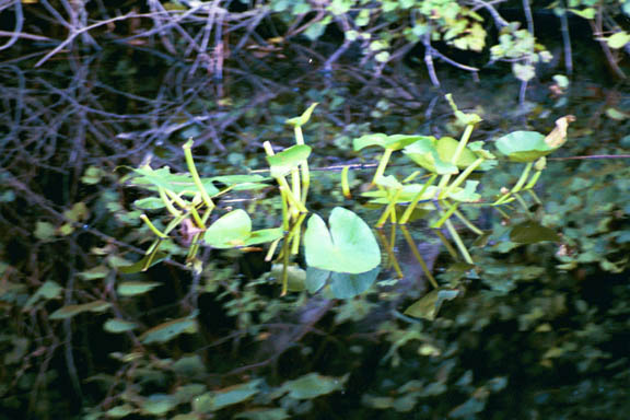 Water Lillies