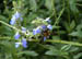 Aug 2003 Colonial Williamsburg VA Flower and Bee 45