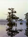 Waccamaw River Scene 3