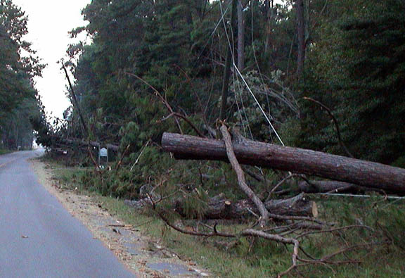 22 Windmill Point Mess of Power Lines and Pine