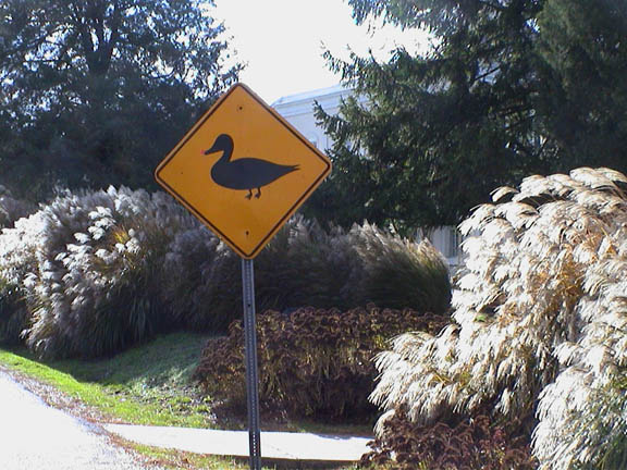 Duck Crossing