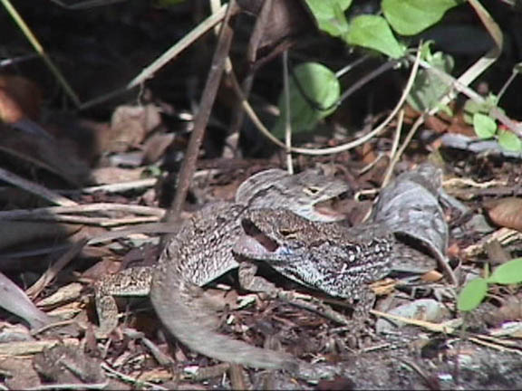 04 Mar 2003 Battling Geco's in North Palm Beach FL