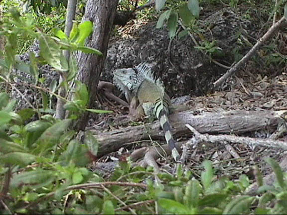 06 April 2003 Key-Largo-Iguana35