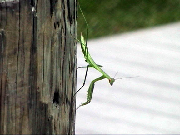 17 July 2003 praying Mantis079