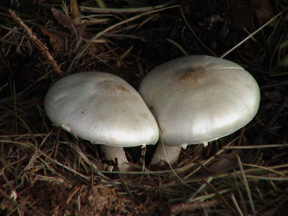 22 Sept 2003 Mushrooms10