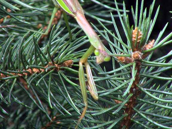 24 Sept 2003 Praying Mantis04