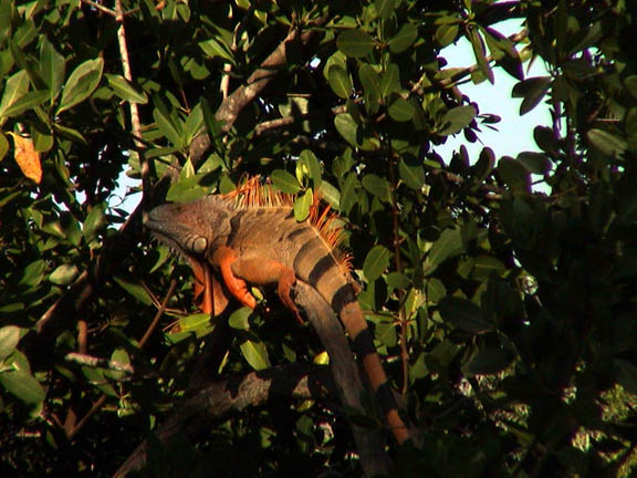 Jan 2004 Tarpon Basin Key Largo  Florida Keys Iguana 08