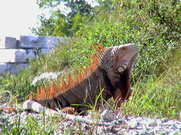 Jan 2004 Tarpon Basin Key Largo  Florida Keys Iguana 22