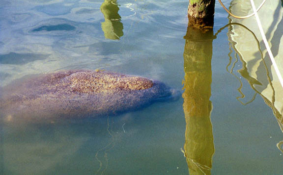 02 Feb 2003 Manatee sleeping in a boat slip01