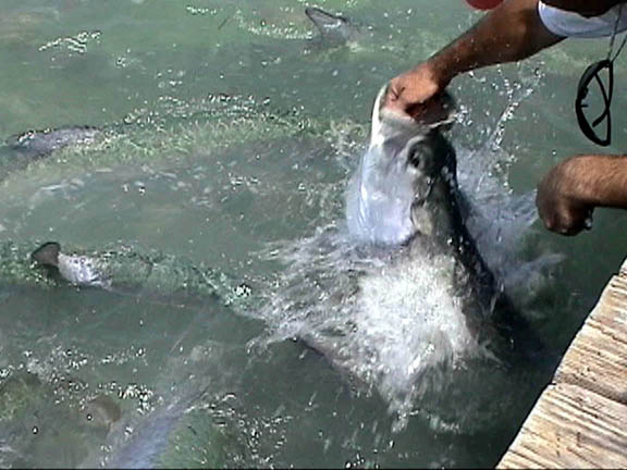 05 Apr 2003 Feeding Tarpons frame 2