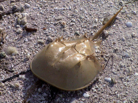 08 June 2003 Horseshoe crab Lower Matecumbe FL Keys