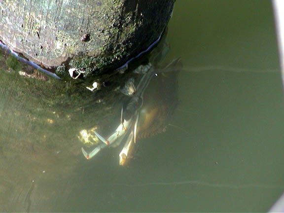 18 July 2003 Chessepeake Blue Crab102