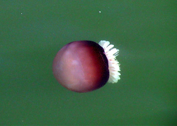 31 Oct 2003 Wrightsville Beach NC Jelly Fish021