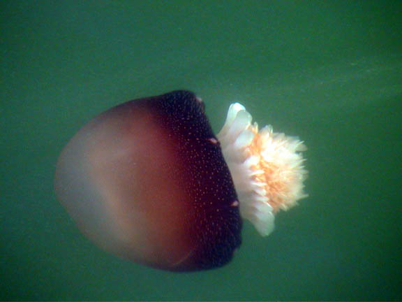 32 Oct 2003 Wrightsville Beach NC Jelly Fish032