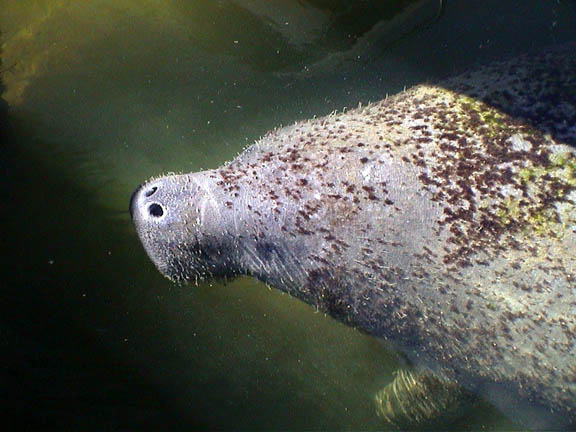 FEB 2004 Mangrove Marina Florida Keys Manatee Hangs Out 58