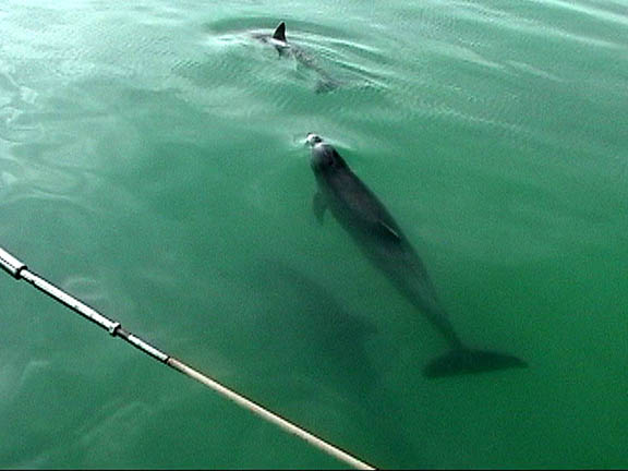 Feb 20 2004 Islamorada Dolphins 36