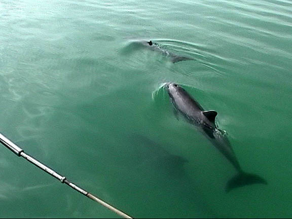 Feb 20 2004 Islamorada Dolphins 37