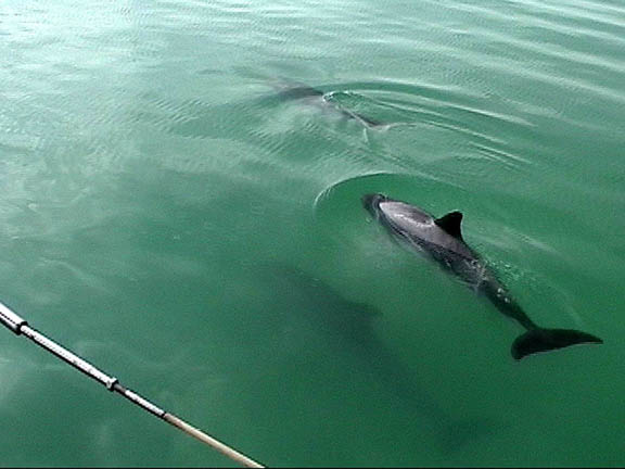 Feb 20 2004 Islamorada Dolphins 38