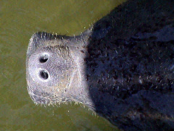 Feb 2004 Mangrove Marina Florida Keys Manatee Nose 60