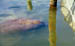 02 Feb 2003 Manatee sleeping in a boat slip01