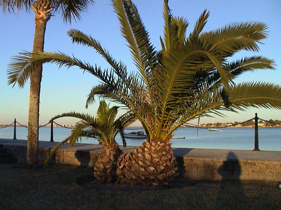 Jan 2003 St Augustine FL Palms